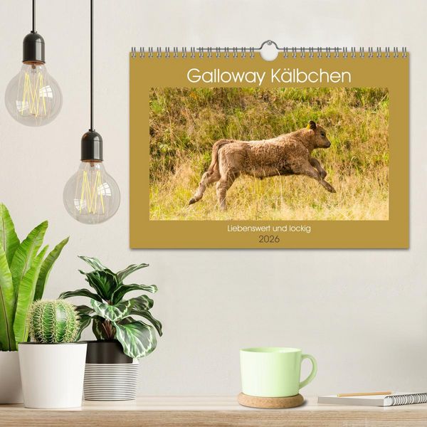 Produktbild: Galloway K&auml;lbchen - Liebenswert und lockig (Wandkalender 2026 DIN A4 quer), CALVENDO Monatskalender