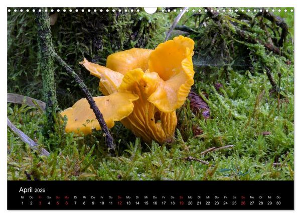 Produktbild: Pilze in Wald und Flur (Wandkalender 2026 DIN A3 quer), CALVENDO Monatskalender