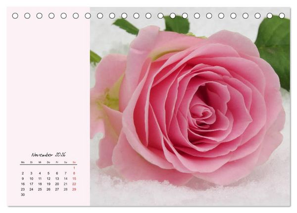 Produktbild: Rosen. Charmante und edle K&ouml;niginnen (Tischkalender 2026 DIN A5 quer), CALVENDO Monatskalender