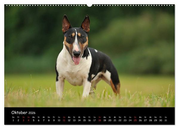 Produktbild: Bullterrier? Was sonst! (hochwertiger Premium Wandkalender 2026 DIN A2 quer), Kunstdruck in Hochglanz