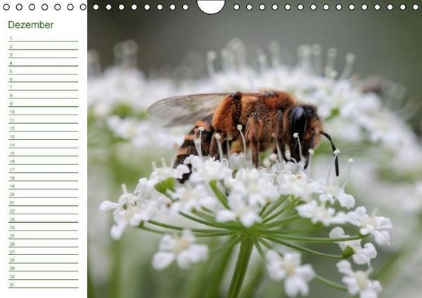 Produktbild: Bienen - Emsige Helfer (Wandkalender immerw&auml;hrend DIN A4 quer)