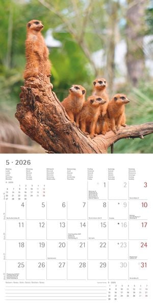 Produktbild: Alpha Edition - Erdmännchen 2026 Broschürenkalender, 30x30cm, Wandkalender mit P