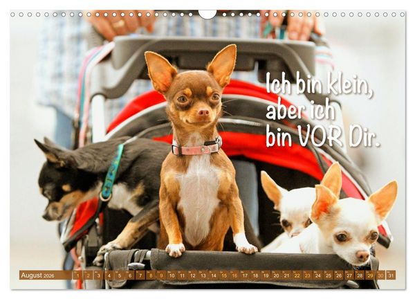 Produktbild: Chihuahua: Kleine Hunde, aber oho (Wandkalender 2026 DIN A3 quer), CALVENDO Monatskalender