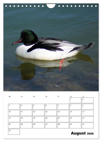 Produktbild: Liebenswerte Enten (Wandkalender 2026 DIN A4 hoch), CALVENDO Monatskalender