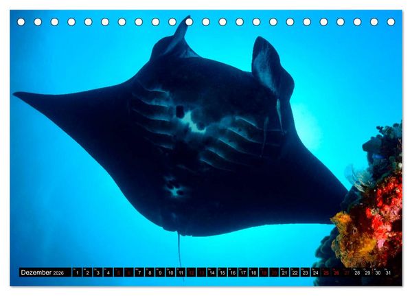 Produktbild: Raja Ampat - Faszinierende Unterwasserwelt (Tischkalender 2026 DIN A5 quer), CALVENDO Monatskalender