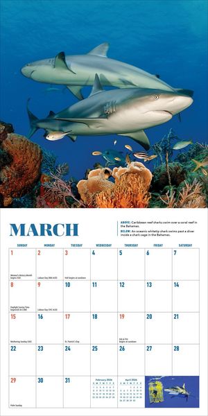 Produktbild: Shark Mini Wall Calendar 2026