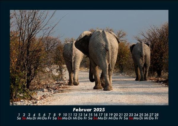 Produktbild: Elefanten 2025 Fotokalender DIN A5