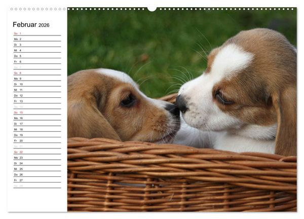 Produktbild: DER BEAGLEige TERMINPLANER (hochwertiger Premium Wandkalender 2026 DIN A2 quer), Kunstdruck in Hochglanz
