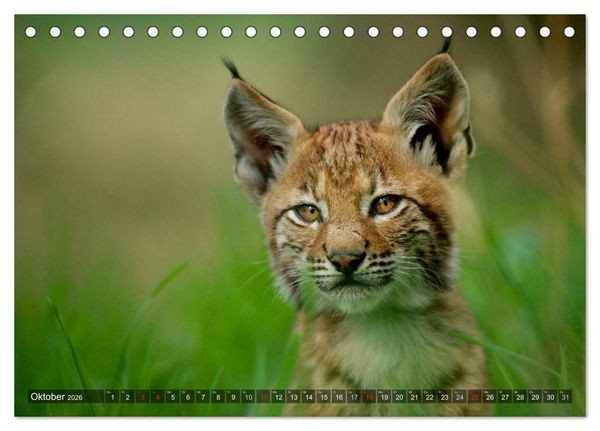 Produktbild: Der Luchs - Dem Pinselohr auf der Spur (Tischkalender 2026 DIN A5 quer), CALVENDO Monatskalender