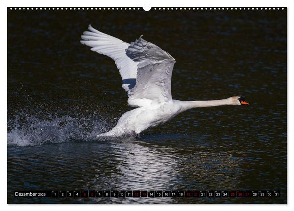 Produktbild: Die Eleganz der Schw&auml;ne (hochwertiger Premium Wandkalender 2026 DIN A2 quer), Kunstdruck in Hochglanz