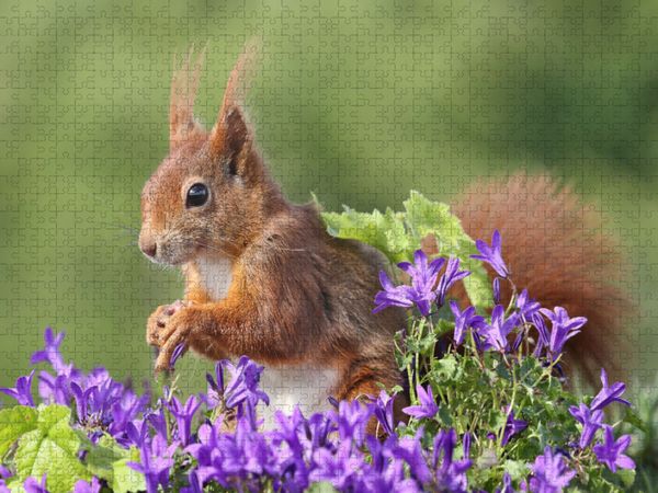 Produktbild: CALVENDO Puzzle Ein Motiv aus dem Kalender Besondere Augenblicke mit Eichh&ouml;rnchen | 1000 Teile Lege-Gr&ouml;&szlig;e 64x48cm Foto-Puzzle f&uuml;r gl&uuml;ckliche Stunden