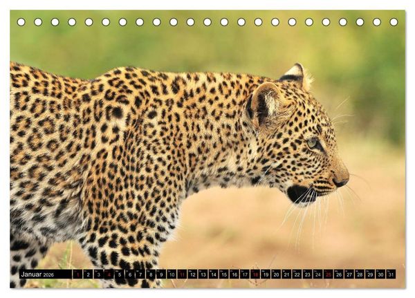 Produktbild: Faszination Afrika: Der Leopard (Tischkalender 2026 DIN A5 quer), CALVENDO Monatskalender