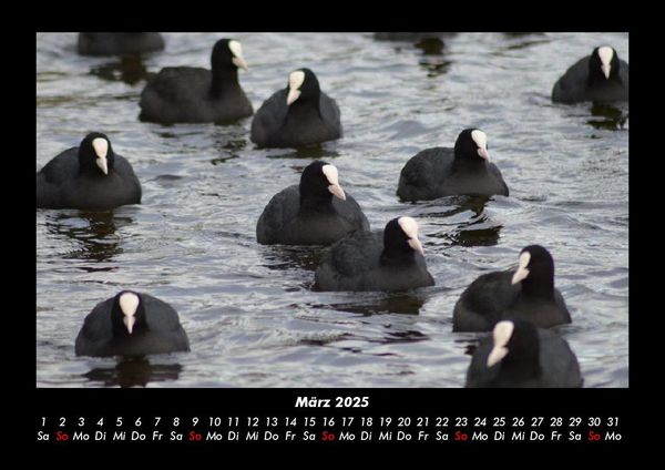 Produktbild: Vogelparadies 2025 Fotokalender DIN A3