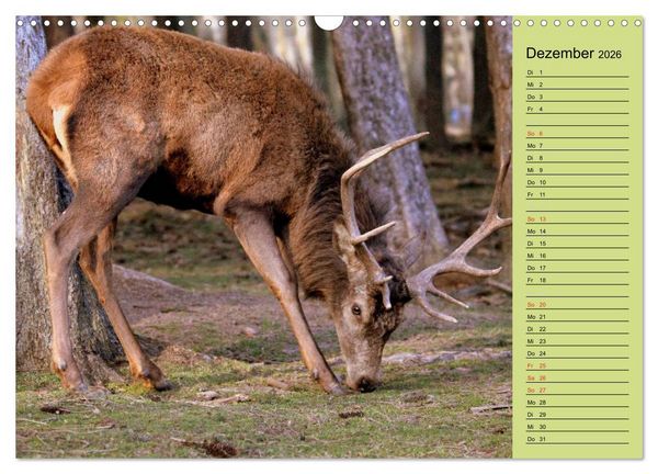 Produktbild: Hirsche - K&ouml;nige des Waldes/Geburtstagskalender (Wandkalender 2026 DIN A3 quer), CALVENDO Monatskalender