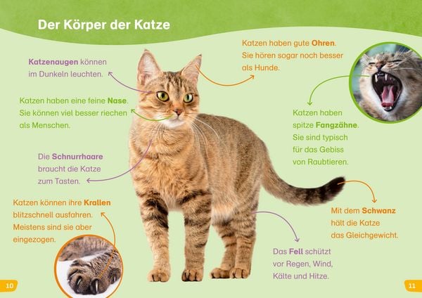 Produktbild: WAS IST WAS Erstes Lesen easy! Katzen - meine Lieblingstiere