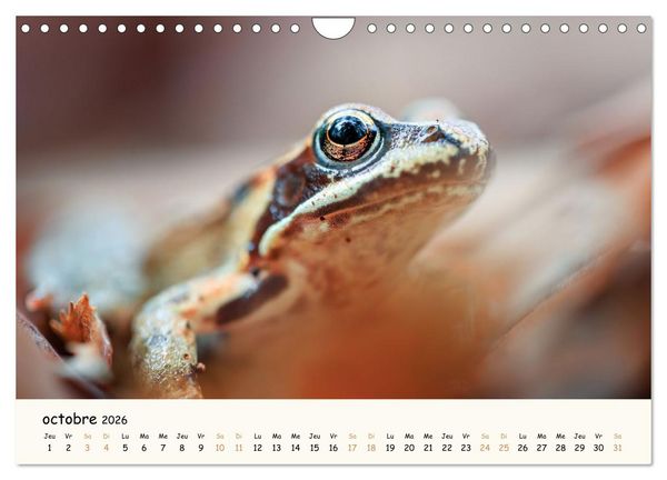 Produktbild: Esprit animal - Regards minimalistes (Calendrier mural 2026 DIN A4 vertical), CALVENDO calendrier mensuel