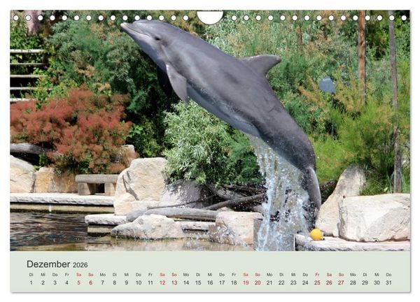 Produktbild: Die Welt der Delphine (Wandkalender 2026 DIN A4 quer), CALVENDO Monatskalender