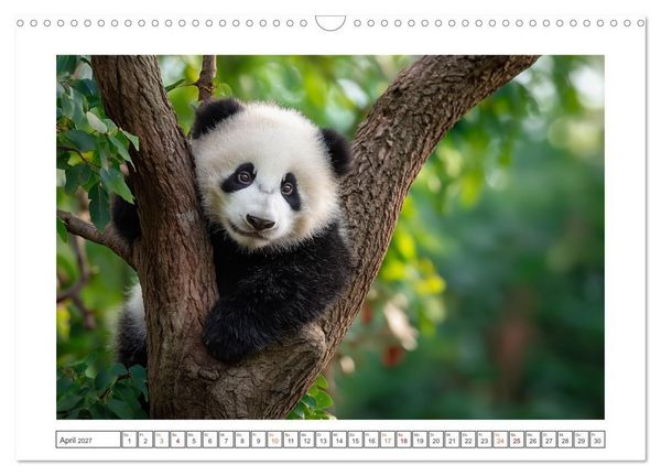Produktbild: Panda Magie (Wandkalender 2027 DIN A3 quer), CALVENDO Monatskalender