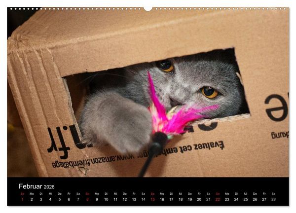 Produktbild: B&auml;rige Schmusetiger - Britisch Kurzhaar / CH-Version (hochwertiger Premium Wandkalender 2026 DIN A2 quer), Kunstdruck in Hochglanz