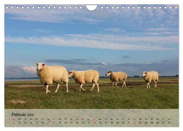 Produktbild: Schafe z&auml;hlen leicht gemacht! (Wandkalender 2026 DIN A4 quer), CALVENDO Monatskalender
