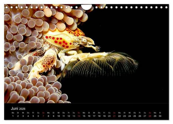 Produktbild: Faszination Makro Unterwasser (Wandkalender 2026 DIN A4 quer), CALVENDO Monatskalender
