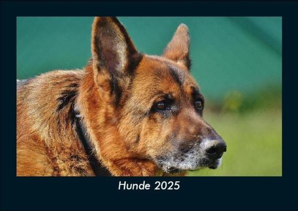 Produktbild: Hunde 2025 Fotokalender DIN A5