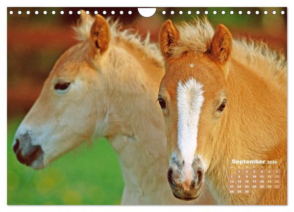 Produktbild: Haflinger: Die blonden Pferde von der Alm (Wandkalender 2026 DIN A4 quer), CALVENDO Monatskalender