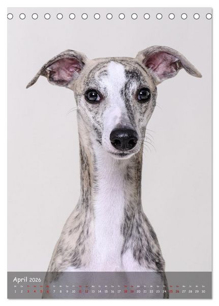 Produktbild: Whippets im Portrait (Tischkalender 2026 DIN A5 hoch), CALVENDO Monatskalender