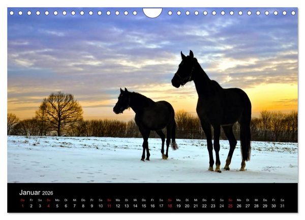 Produktbild: Faszination Pferde (Wandkalender 2026 DIN A4 quer), CALVENDO Monatskalender