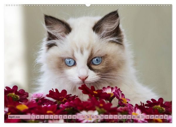 Produktbild: RAGDOLLS Impressionen aus der Kinderstube (hochwertiger Premium Wandkalender 2026 DIN A2 quer), Kunstdruck in Hochglanz