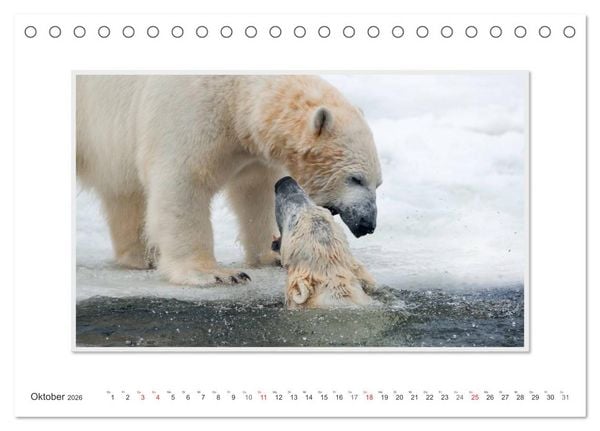 Produktbild: Emotionale Momente: Der Eisb&auml;r. (Tischkalender 2026 DIN A5 quer), CALVENDO Monatskalender
