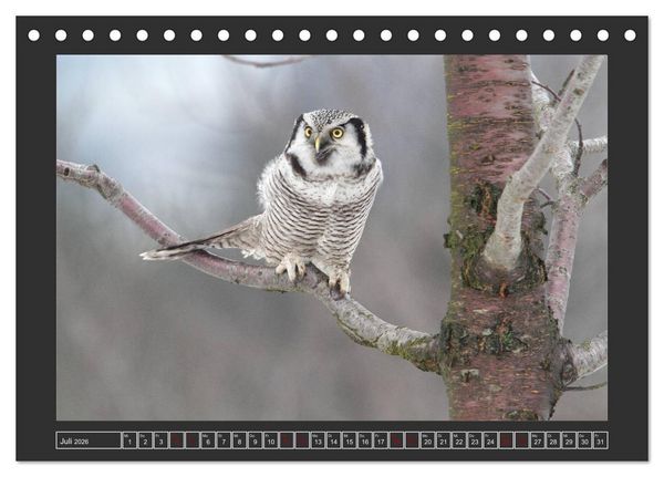 Produktbild: Winterzauber - Tiere in Eis und Schnee (Tischkalender 2026 DIN A5 quer), CALVENDO Monatskalender