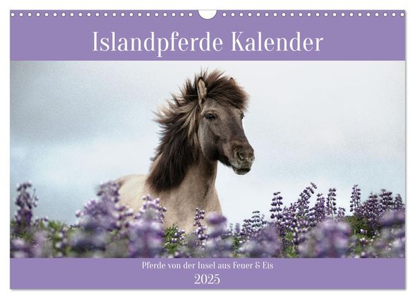 Islandpferde Kalender (Wandkalender 2025 DIN A3 quer), CALVENDO Monatskalender