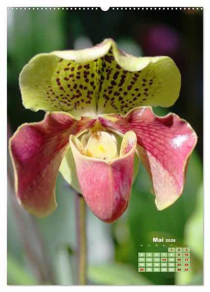 Produktbild: Traumhafte Orchideen (Wandkalender 2026 DIN A2 hoch), CALVENDO Monatskalender