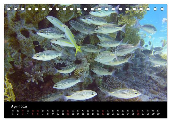 Produktbild: Rotes Meer - Unterwasserimpressionen (Tischkalender 2026 DIN A5 quer), CALVENDO Monatskalender