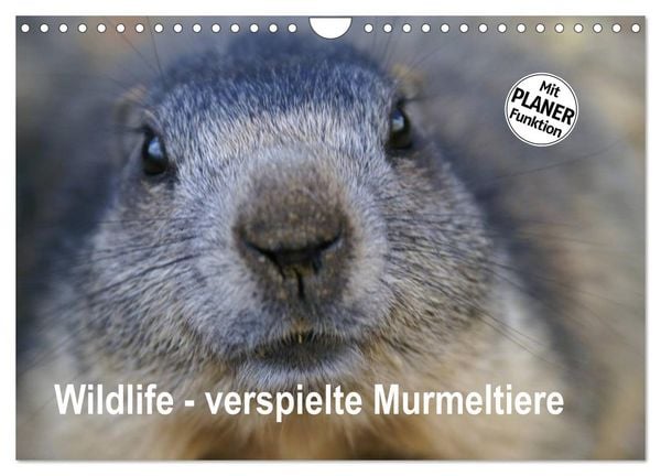 Produktbild: Wildlife - Verspielte Murmeltiere (Wandkalender 2026 DIN A4 quer), CALVENDO Monatskalender