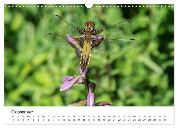 Produktbild: Paradies Naturgarten (Wandkalender 2027 DIN A3 quer), CALVENDO Monatskalender