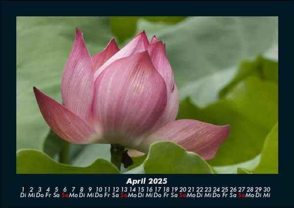 Produktbild: Blumentr&auml;ume 2025 Fotokalender DIN A5