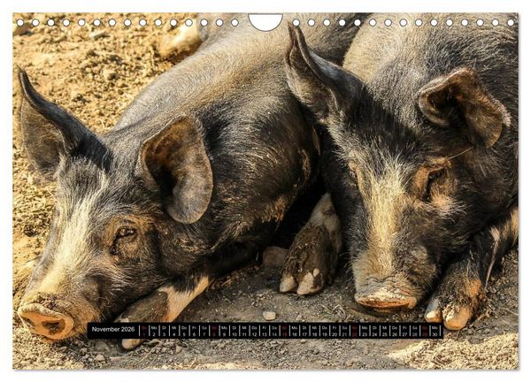 Produktbild: Schweinereien (Wandkalender 2026 DIN A4 quer), CALVENDO Monatskalender