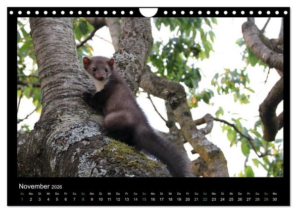 Produktbild: Marderkinder (Wandkalender 2026 DIN A4 quer), CALVENDO Monatskalender