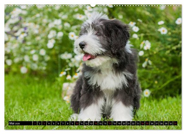 Produktbild: Liebenswerter Clown Bearded Collie (hochwertiger Premium Wandkalender 2026 DIN A2 quer), Kunstdruck in Hochglanz