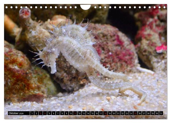 Produktbild: Fische und Meerestiere (Wandkalender 2026 DIN A4 quer), CALVENDO Monatskalender