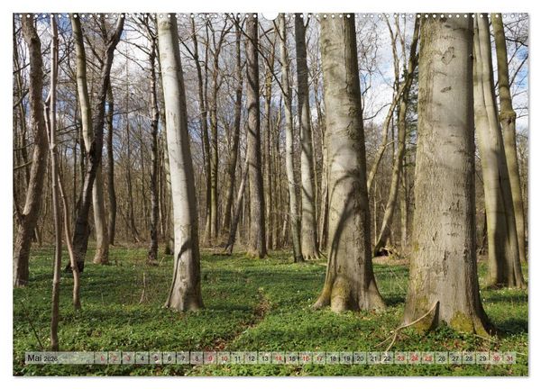 Produktbild: Der Hainich in Th&uuml;ringen - Weltnaturerbe (Wandkalender 2026 DIN A2 quer), CALVENDO Monatskalender