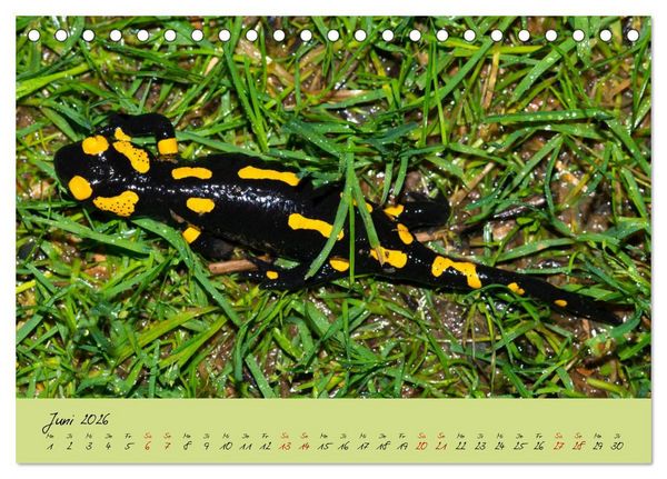Produktbild: Feuersalamander - Liebenswerte Heimlichtuer (Tischkalender 2026 DIN A5 quer), CALVENDO Monatskalender