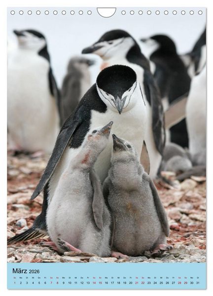 Produktbild: Antarktis - Das Gebiet der Pinguine (Wandkalender 2026 DIN A4 hoch), CALVENDO Monatskalender