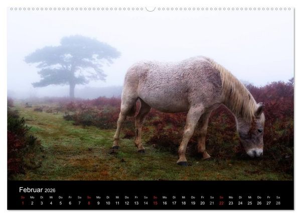 Produktbild: New Forest - England (Wandkalender 2026 DIN A2 quer), CALVENDO Monatskalender