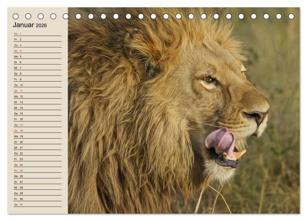 Produktbild: L&ouml;wen. Majest&auml;tische Kraft (Tischkalender 2026 DIN A5 quer), CALVENDO Monatskalender