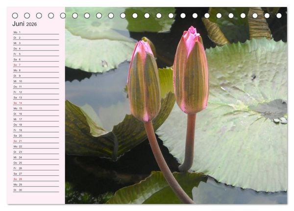 Produktbild: Lotos. Symbol f&uuml;r Reinheit und Kraft (Tischkalender 2026 DIN A5 quer), CALVENDO Monatskalender