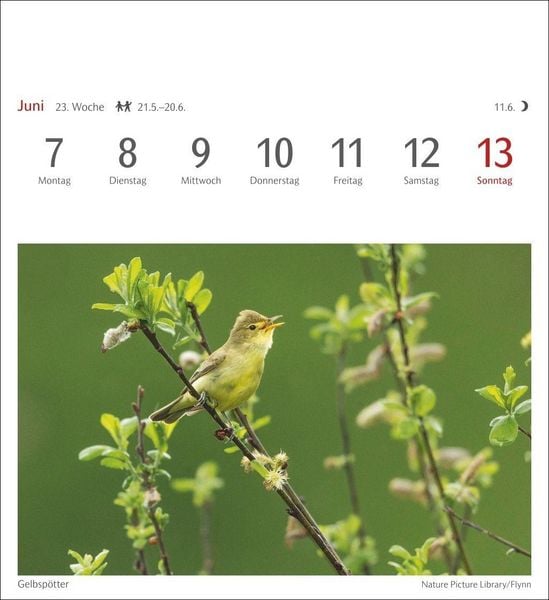 Produktbild: Heimische V&ouml;gel Postkartenkalender 2027 - Wochenkalender mit 53 Postkarten