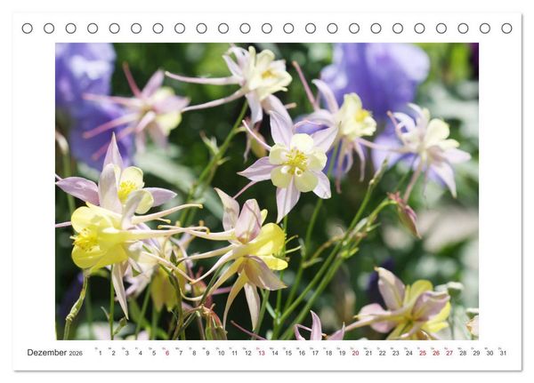 Produktbild: Akeleien im Garten (Tischkalender 2026 DIN A5 quer), CALVENDO Monatskalender
